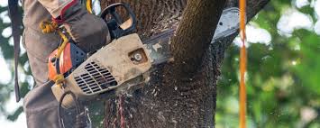 Reliable Euless, TX Tree Removal Solutions