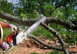 How Our Tree Care Process Works  in  Euless, TX